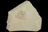 Large, Crustacean (Eryon) Fossil - Solnhofen Limestone #167795-1